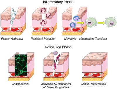 Learning from Mother Nature: Innovative Tools to Boost Endogenous Repair of Critical or Difficult-to-Heal Large Tissue Defects